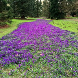 Eine Million Krokusse im Dortmunder Rombergpark. Fast.