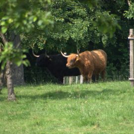 Ein Ausflug auf den Mülheimer Auberg