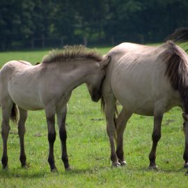 Wildpferde am Rande des Ruhrgebiets