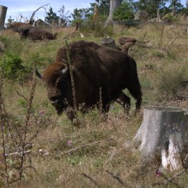 Unterwegs: Wittgensteiner Wisent-Welt