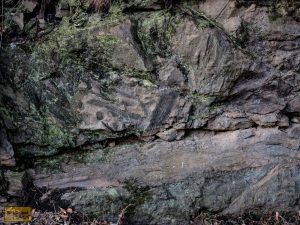 Hier lag wohl mal ein Baum. Vor schlappen 320 Millionen Jahren.