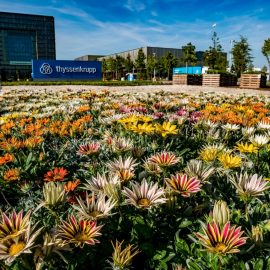 Grüne Achse vor thyssenkrupp – ein Garten auf Zeit für die Grüne Hauptstadt Essen
