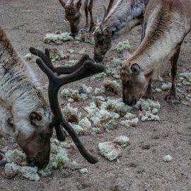 Rentiere hautnah: Nordischer Abend im Zoo Duisburg