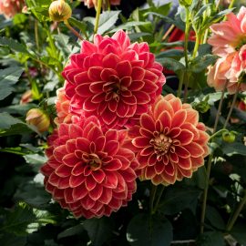 Der Tag der Dahlie im Gruga-Park Essen Der Tag der Dahlie im Gruga-Park Essen