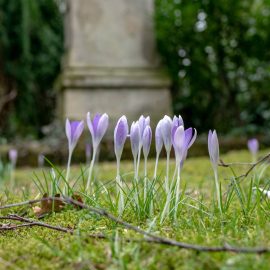 Mülheim an der Ruhr, ehemaliger Friedhof Holthausen: Krokus und Schneeglöckchen – ein zarter Traum in Lila und Weiß Mülheim an der Ruhr, ehemaliger Friedhof Holthausen: Krokus und Schneeglöckchen – ein zarter Traum in Lila und Weiß