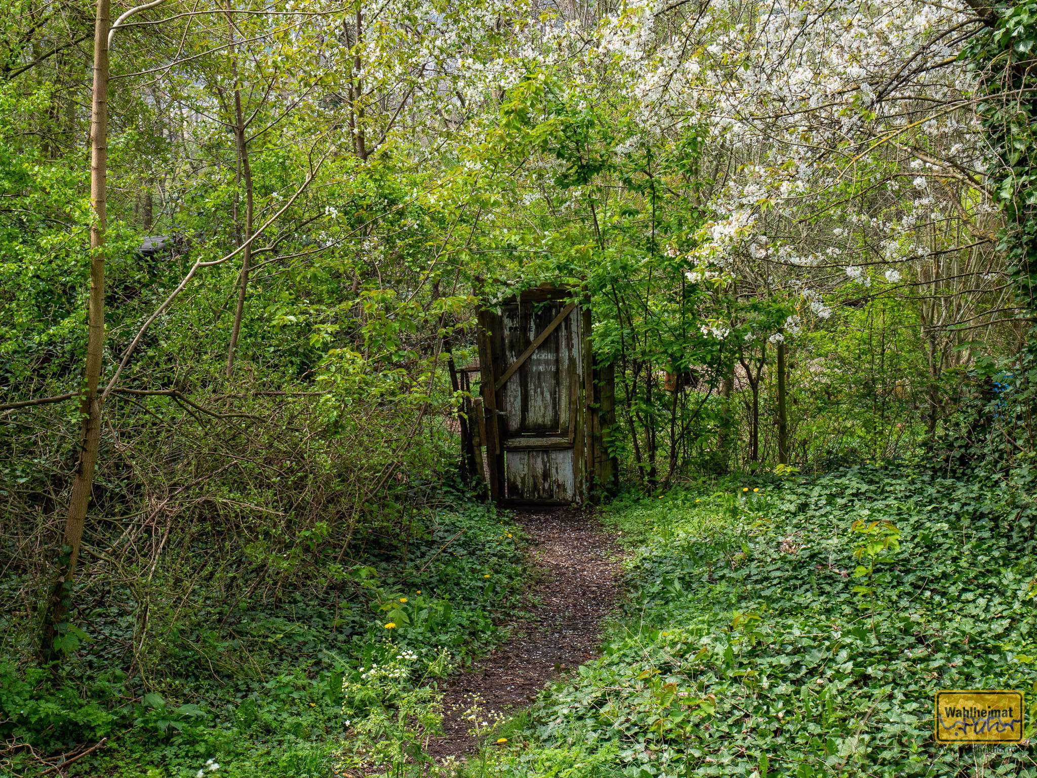 Eine verwunschene Tür in einem verwilderten Garten.