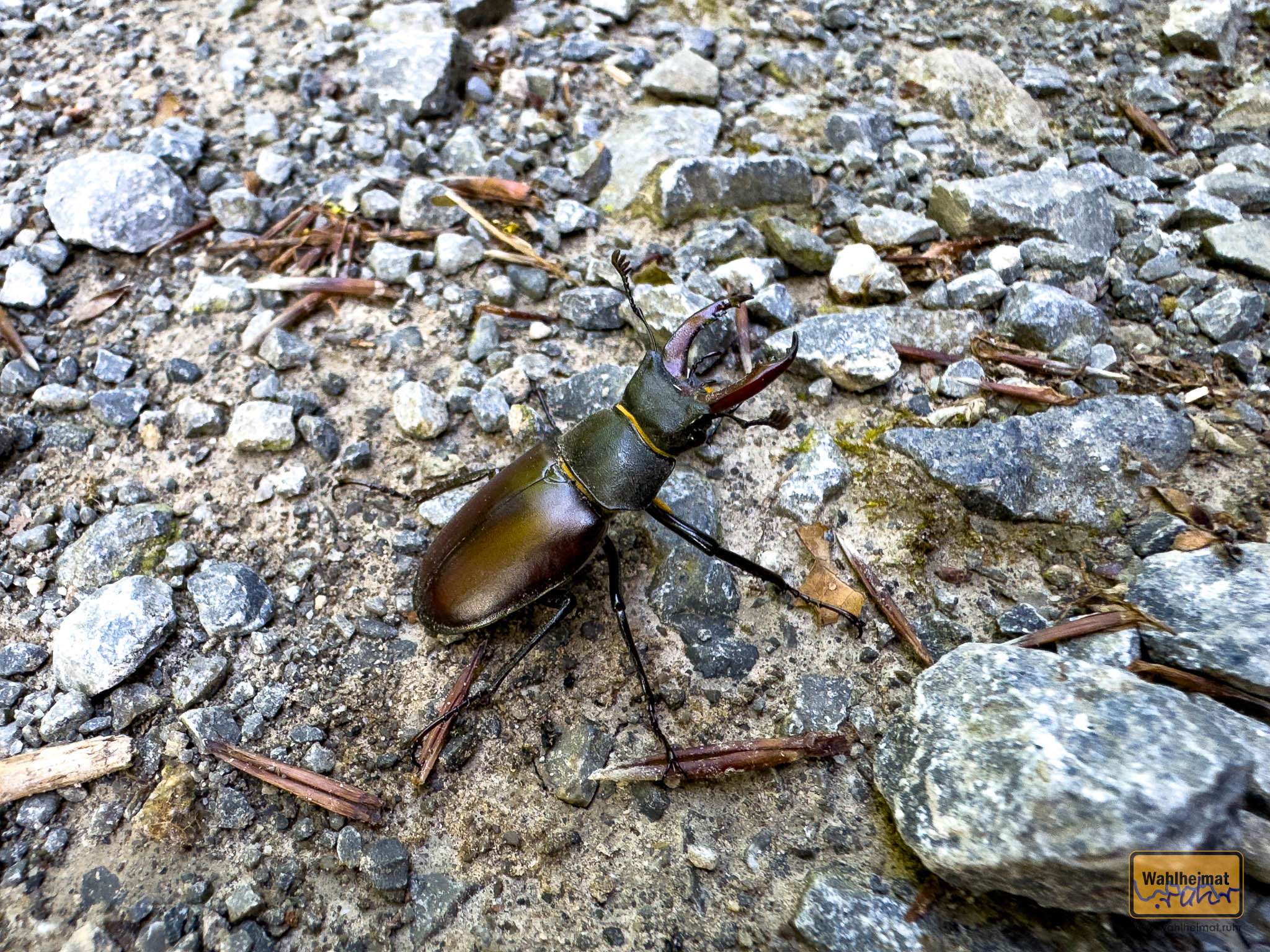 Ein Hirschkäfer kreuzt meinen Weg. Oder kreuze ich seinen?