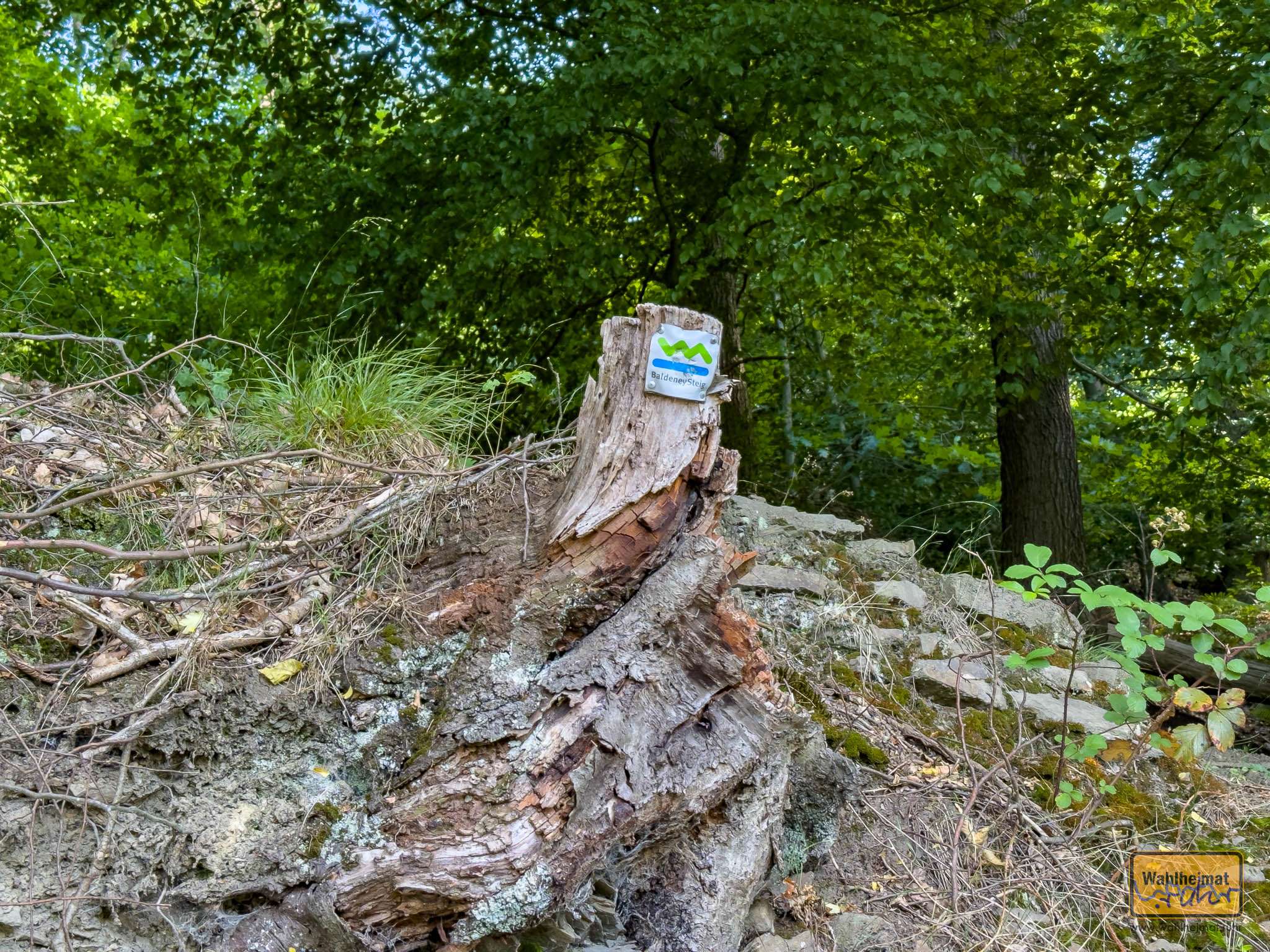 Für einige Teile der Wanderroute muss man den Wegweisern des Baldeneysteigs folgen.