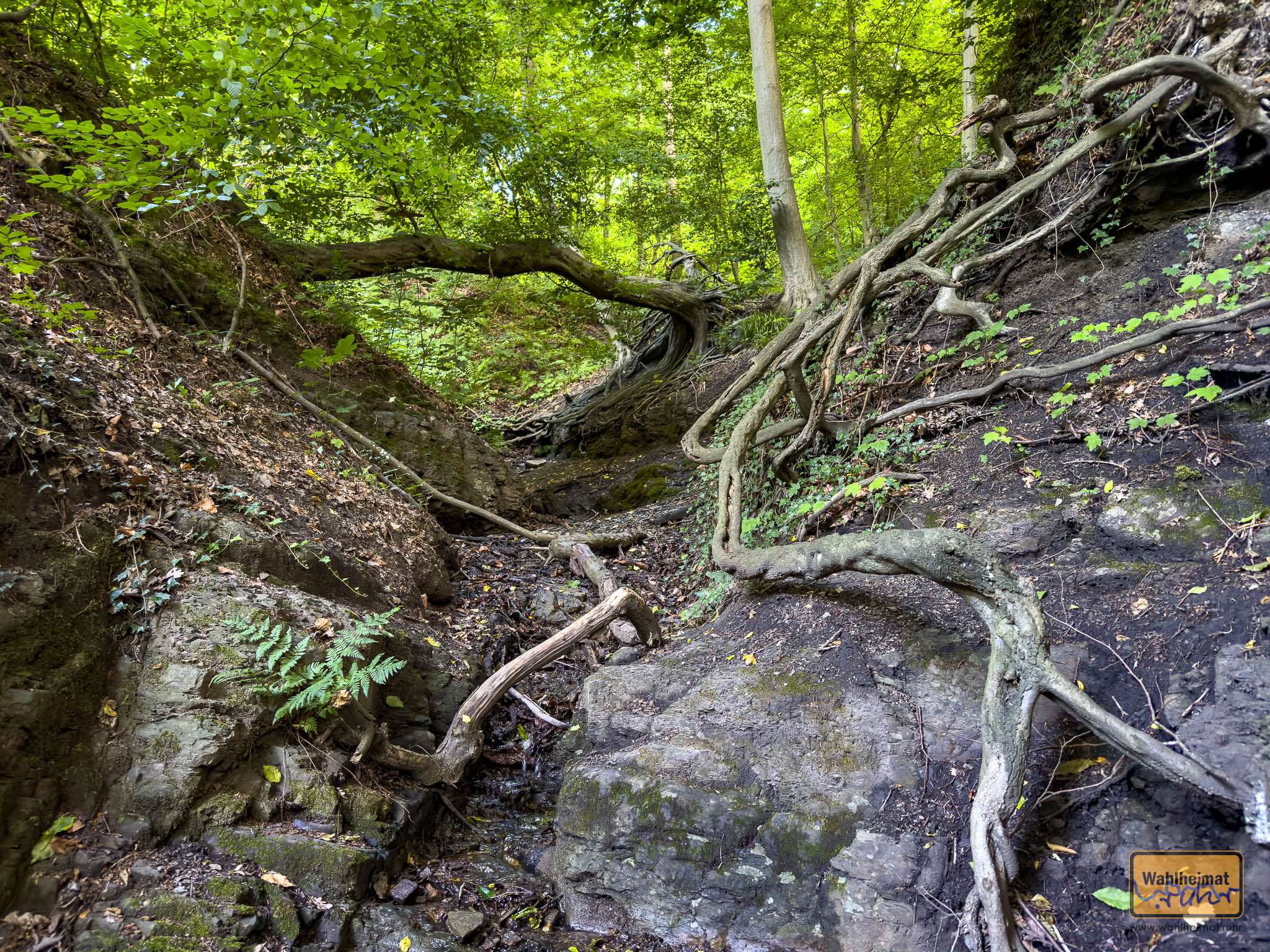 Durch das Unterholz bahnt sich ein Wasserlauf seinen Weg nach unten.